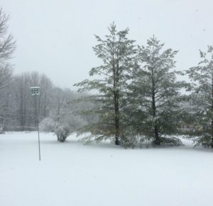 Sparse trees and a birdhouse in a cloudy snow storm.