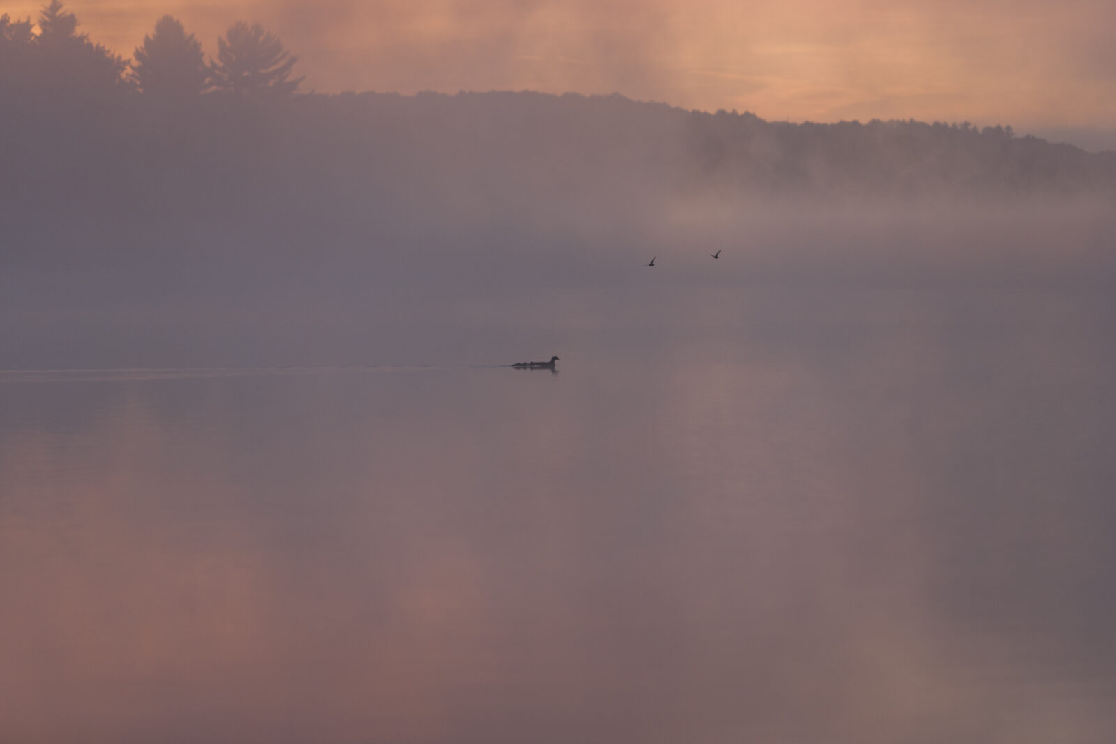 ducks at dawn