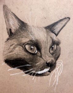 a charcoal sketch of a cat