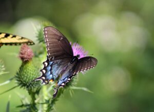 A butterfly on a green background